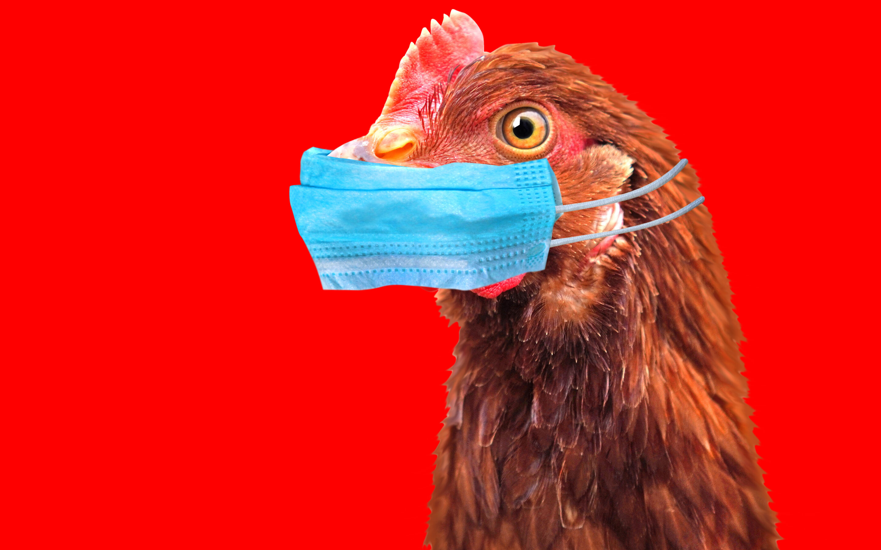 Ptasia grypa już nie jest tylko ptasia – wirus wysoce zjadliwej grypy ptaków (A/H5N1) u bydła