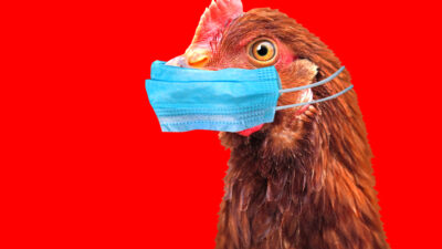 Ptasia grypa już nie jest tylko ptasia – wirus wysoce zjadliwej grypy ptaków (A/H5N1) u bydła