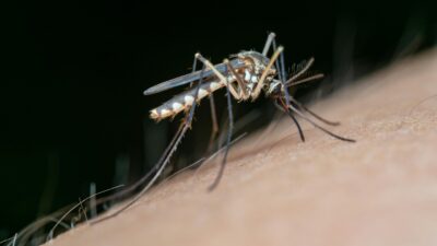 Denga – czy wirus pojawił się już w Europie?