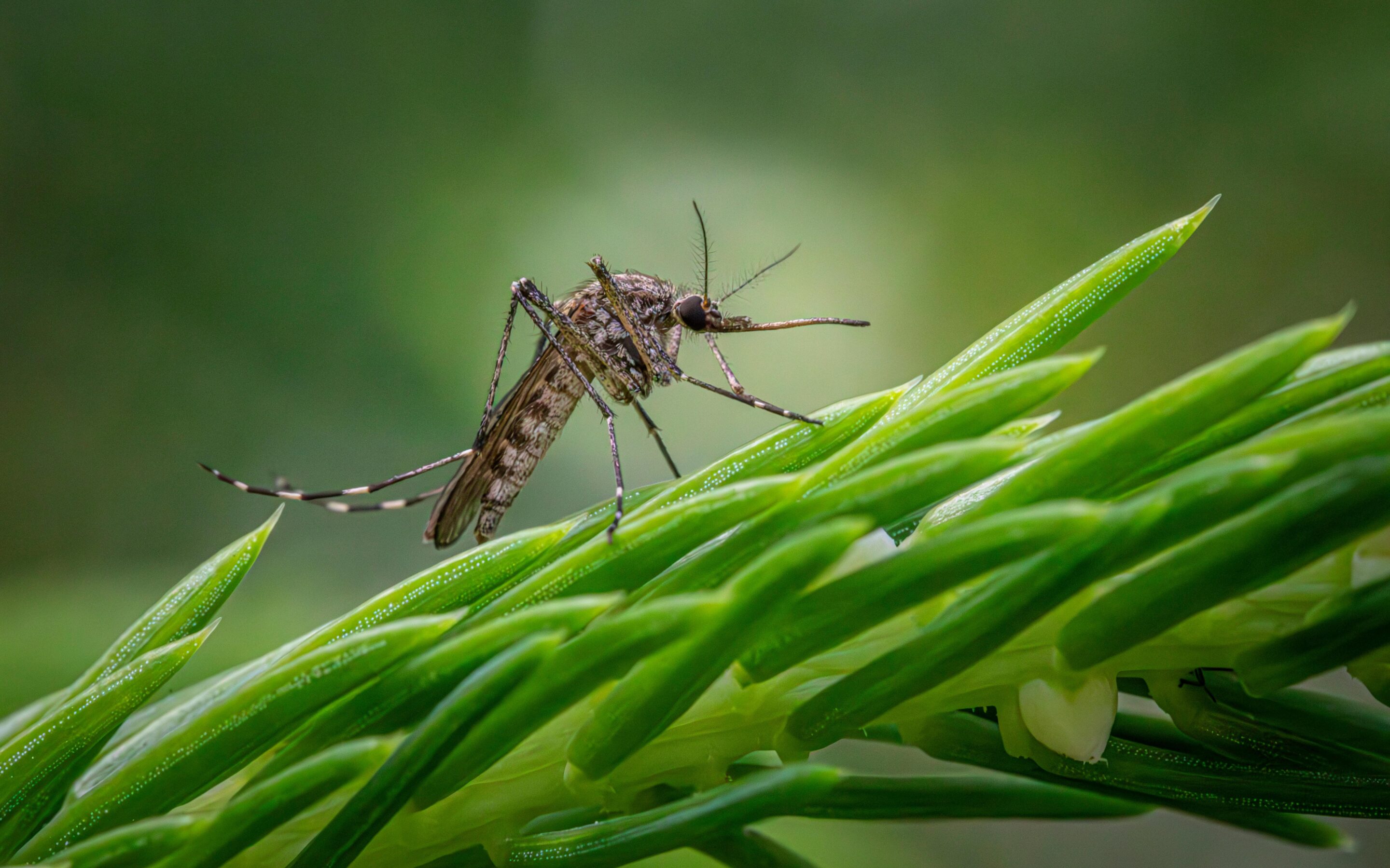 Co przyciąga komary? Tych kolorów i zapachów się wystrzegaj