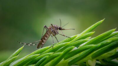 Co przyciąga komary? Tych kolorów i zapachów się wystrzegaj