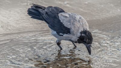 Wirus Zachodniego Nilu u ptaków w Warszawie: czy są powody do obaw?