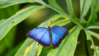 Motyl Morpho i jego skrzydła mogą zrewolucjonizować diagnostykę raka?