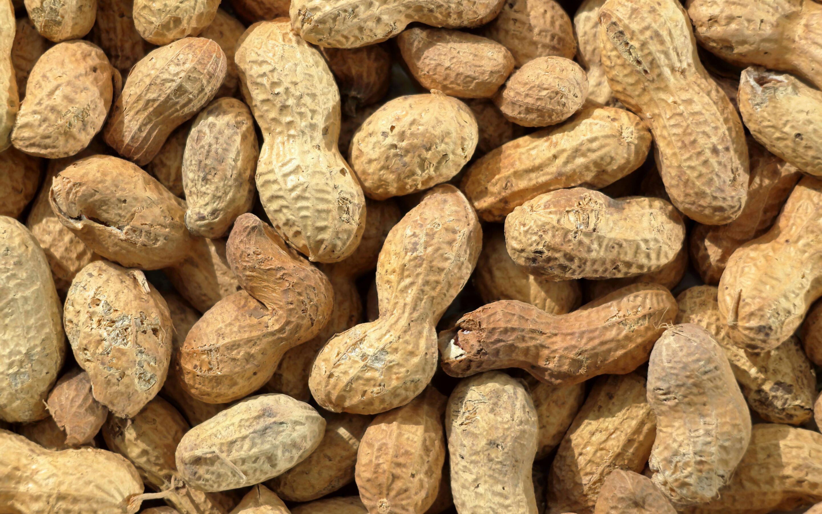 Alergia na orzeszki ziemne a mikrobiom. Nowe odkrycie może wyjaśniać różnice w ciężkości reakcji