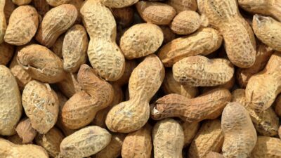 Alergia na orzeszki ziemne a mikrobiom. Nowe odkrycie może wyjaśniać różnice w ciężkości reakcji