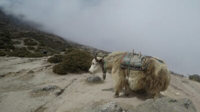 Jak górskie jaki mogą pomóc w leczeniu chorób mózgu
